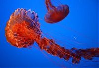 Fauna & Flora: jellyfish