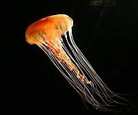 Fauna & Flora: jellyfish