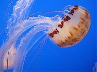 Fauna & Flora: jellyfish