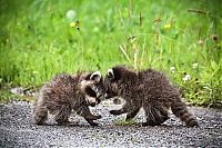 Fauna & Flora: cute badger