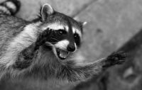 Fauna & Flora: cute badger