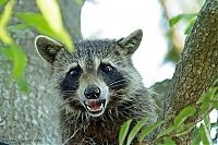 TopRq.com search results: cute badger