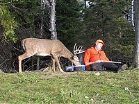 TopRq.com search results: deer mammal