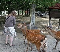 TopRq.com search results: deer mammal