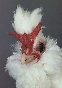 TopRq.com search results: Unusual rooster