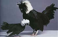 TopRq.com search results: Unusual rooster