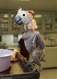TopRq.com search results: Oscar - a bald parrot