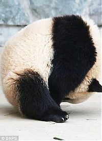 TopRq.com search results: sleeping panda