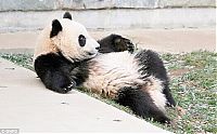 TopRq.com search results: sleeping panda