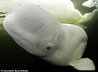 Fauna & Flora: beluga whale