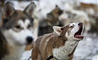 Fauna & Flora: Husky Sled Dog Rally