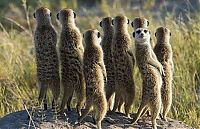 TopRq.com search results: Meerkat (suricate), Suricata suricatta