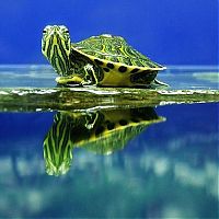 Fauna & Flora: little turtle