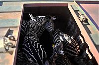 TopRq.com search results: zebras transportation