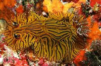 Fauna & Flora: beautiful sea slug