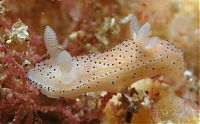 Fauna & Flora: beautiful sea slug