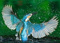 TopRq.com search results: Kingfisher by Joe Petersburger