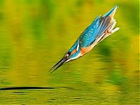 TopRq.com search results: Kingfisher by Joe Petersburger