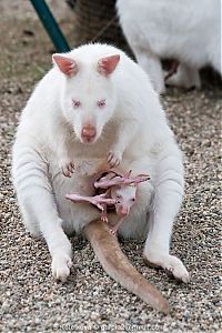 TopRq.com search results: mother and baby white kangaroo