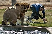 Fauna & Flora: Playing with grizzly cubs, Out of Africa Wildlife Park in Arizona, United States