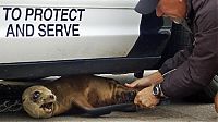 TopRq.com search results: baby seal hiding under a police car