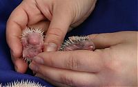 TopRq.com search results: birth of hedgehogs