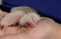 TopRq.com search results: birth of hedgehogs