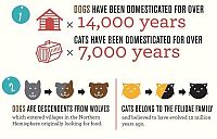 Fauna & Flora: infographics about cats and dogs