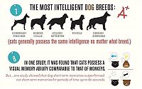 TopRq.com search results: infographics about cats and dogs