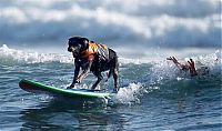 Fauna & Flora: DOGS-SURFING/