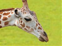 TopRq.com search results: giraffe and ostrich