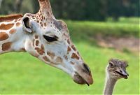 TopRq.com search results: giraffe and ostrich
