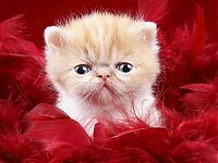 Fauna & Flora: cute baby pet animal