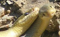 Fauna & Flora: snakes love
