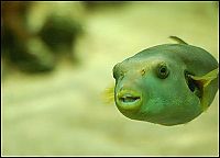 Fauna & Flora: funny fish face