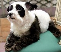 Fauna & Flora: Dogs looking like panda or tiger, China
