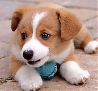 Fauna & Flora: cute puppy dog