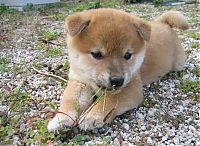 Fauna & Flora: cute puppy dog