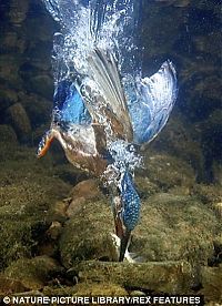 TopRq.com search results: feeding kingfishers