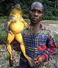 Fauna & Flora: Giant frog, Madagascar