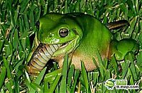 Fauna & Flora: the green trea frog