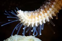 Fauna & Flora: Underwater life, White Sea