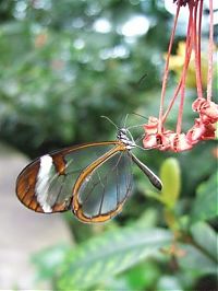 Fauna & Flora: glasswing butterfly