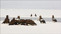 Fauna & Flora: Steller's sea eagles, Kamchatka, Russia