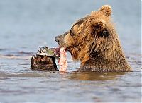 Fauna & Flora: Bears fishing, Kamchatka, Russia