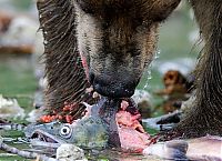 Fauna & Flora: Bears fishing, Kamchatka, Russia