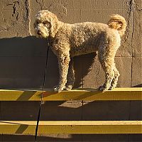 TopRq.com search results: dog, master of balance