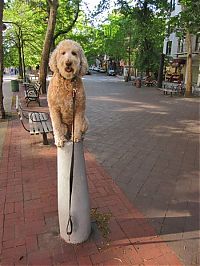 TopRq.com search results: dog, master of balance