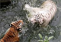 TopRq.com search results: white tiger against siberian tiger