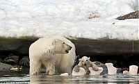 TopRq.com search results: polar bear cub slipped into the icy water